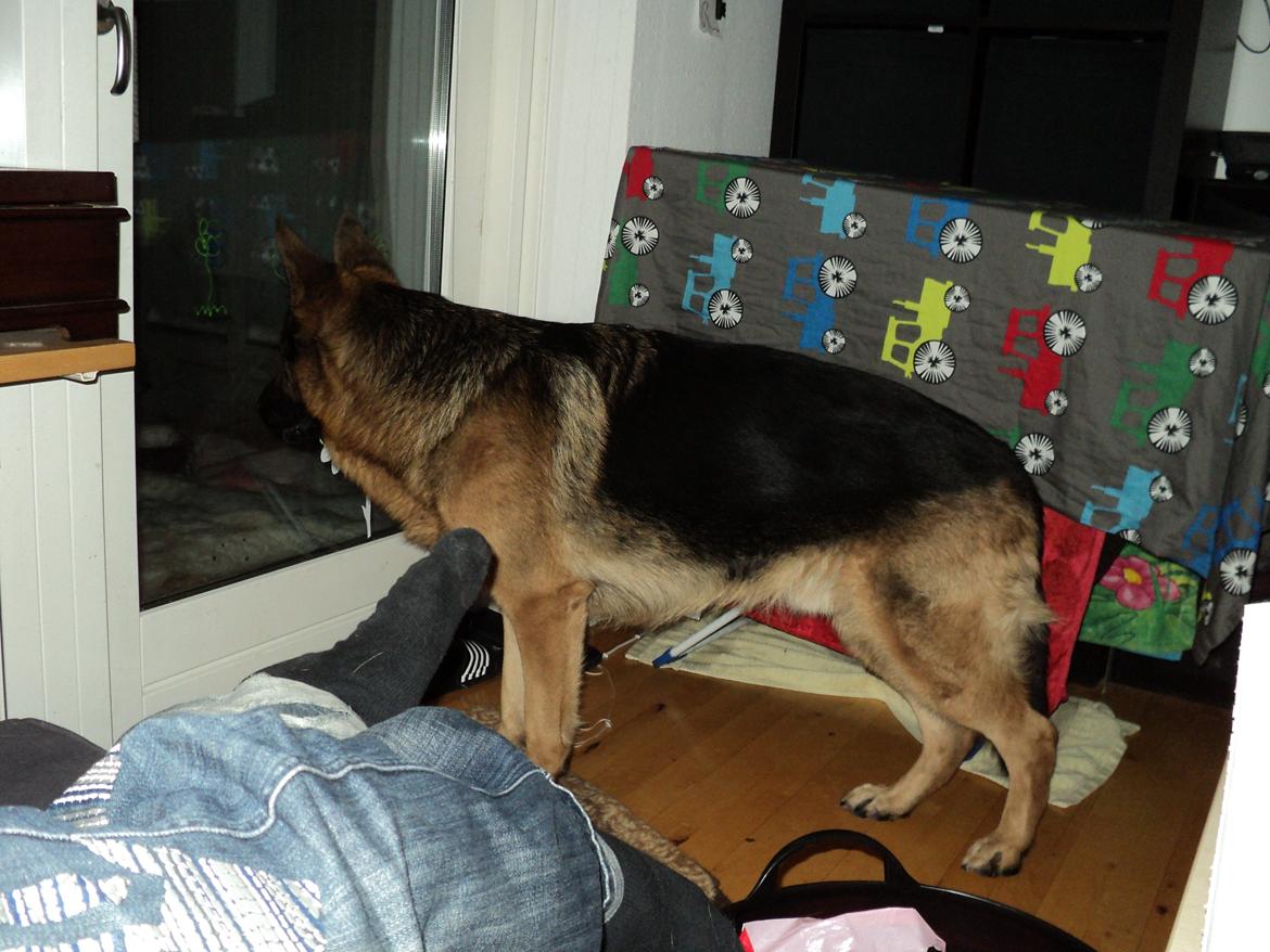 Schæferhund Normanners Platin - Zagan - Store smukke hund... billede 12