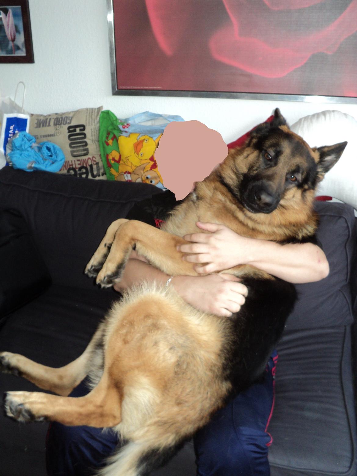 Schæferhund Normanners Platin - Zagan - Min sidste dag inden vejen over regnbuebroen.... Store dejlige Vapse billede 13