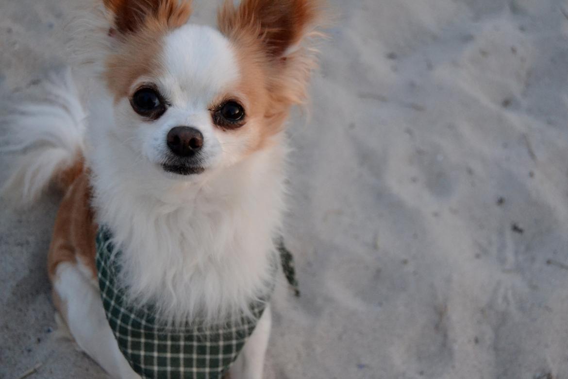 Chihuahua Viktor billede 24