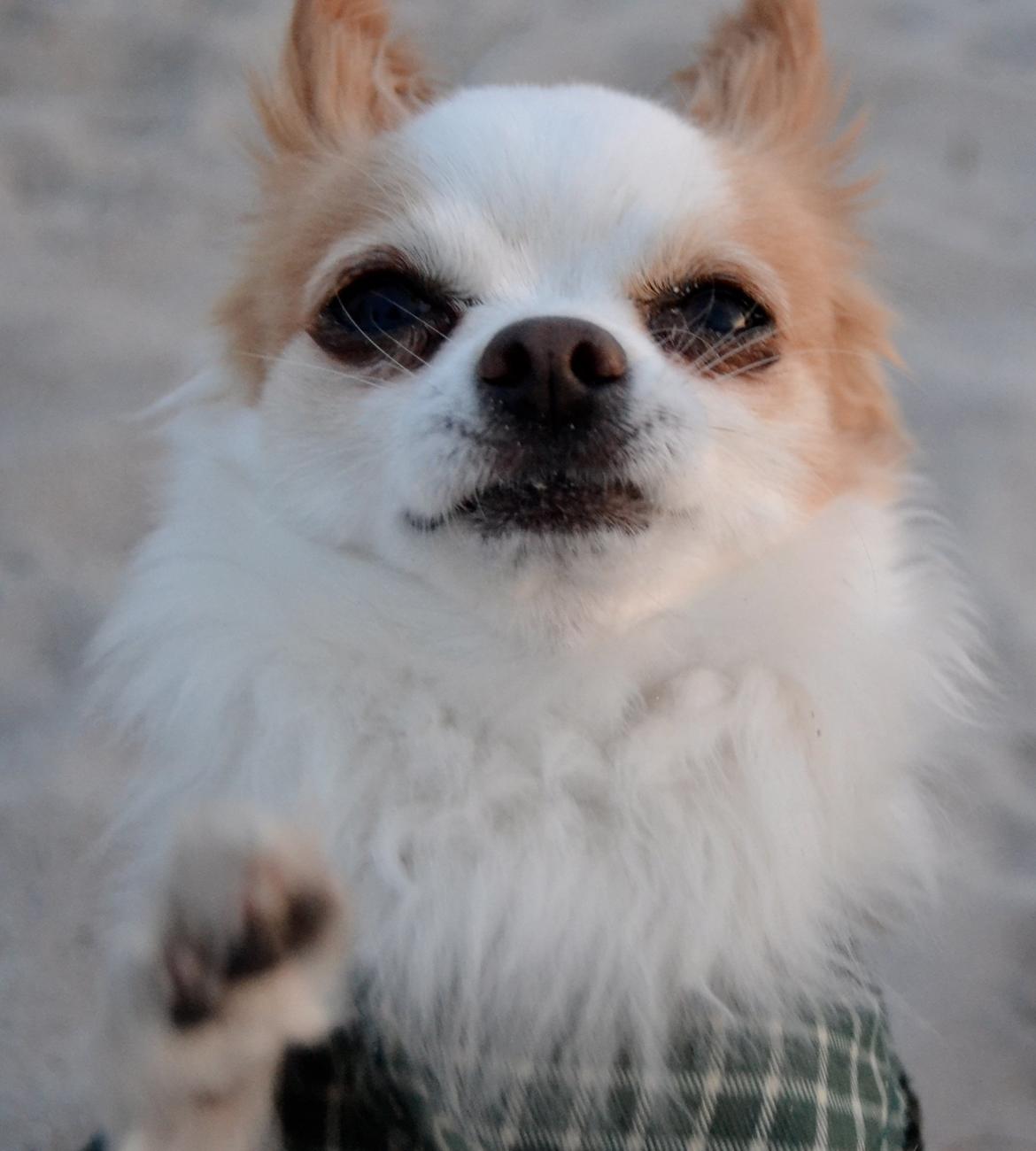 Chihuahua Viktor billede 20