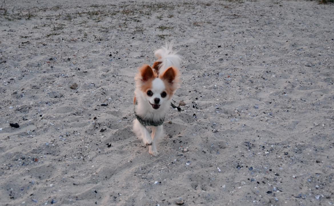 Chihuahua Viktor billede 21