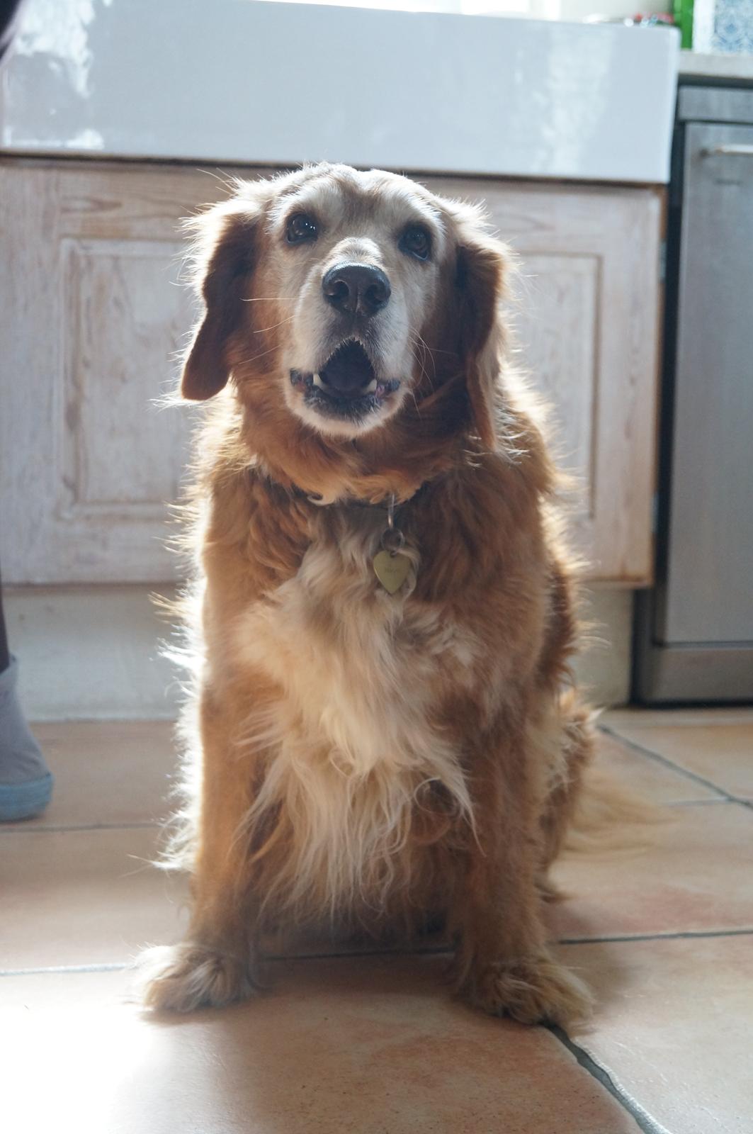 Nova scotia duck tolling retriever Marvin - Marvin, forår 2013 billede 5