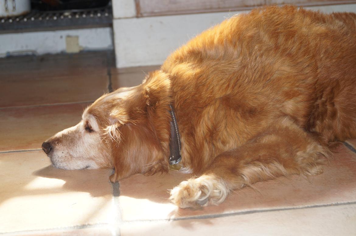 Nova scotia duck tolling retriever Marvin - Marvin, forår 2013 billede 12