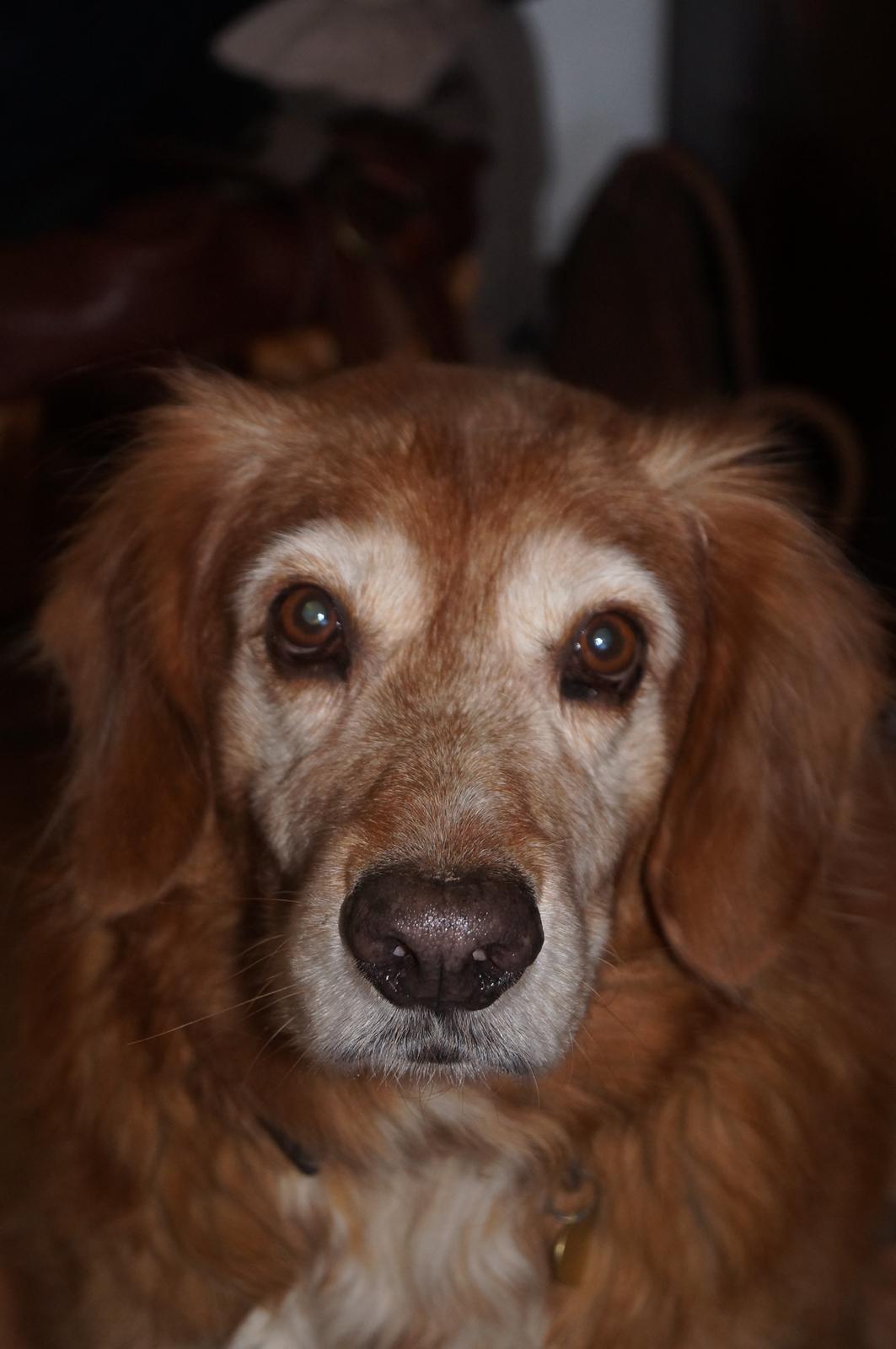 Nova scotia duck tolling retriever Marvin - Marvin, forår 2013 billede 9