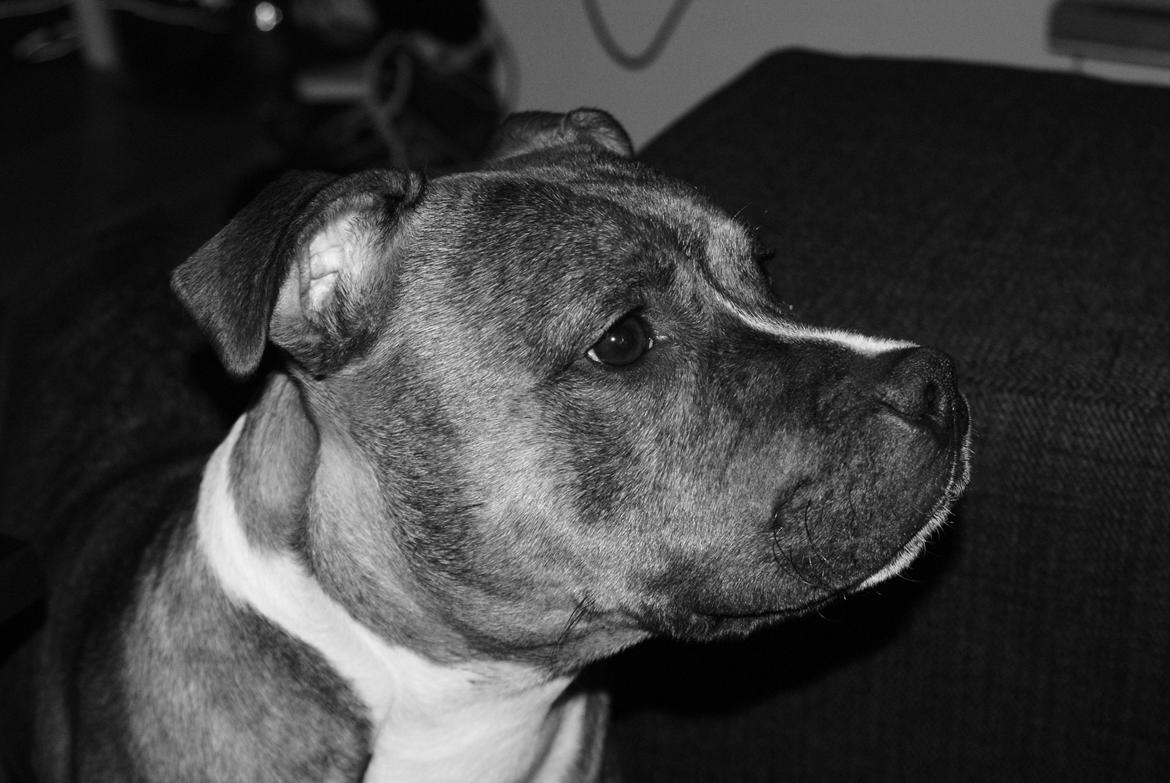 Staffordshire bull terrier Skunk billede 16