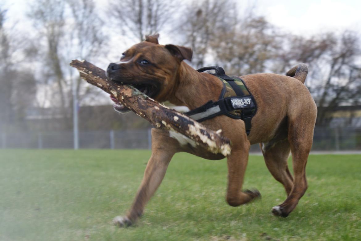 Staffordshire bull terrier Skunk billede 17