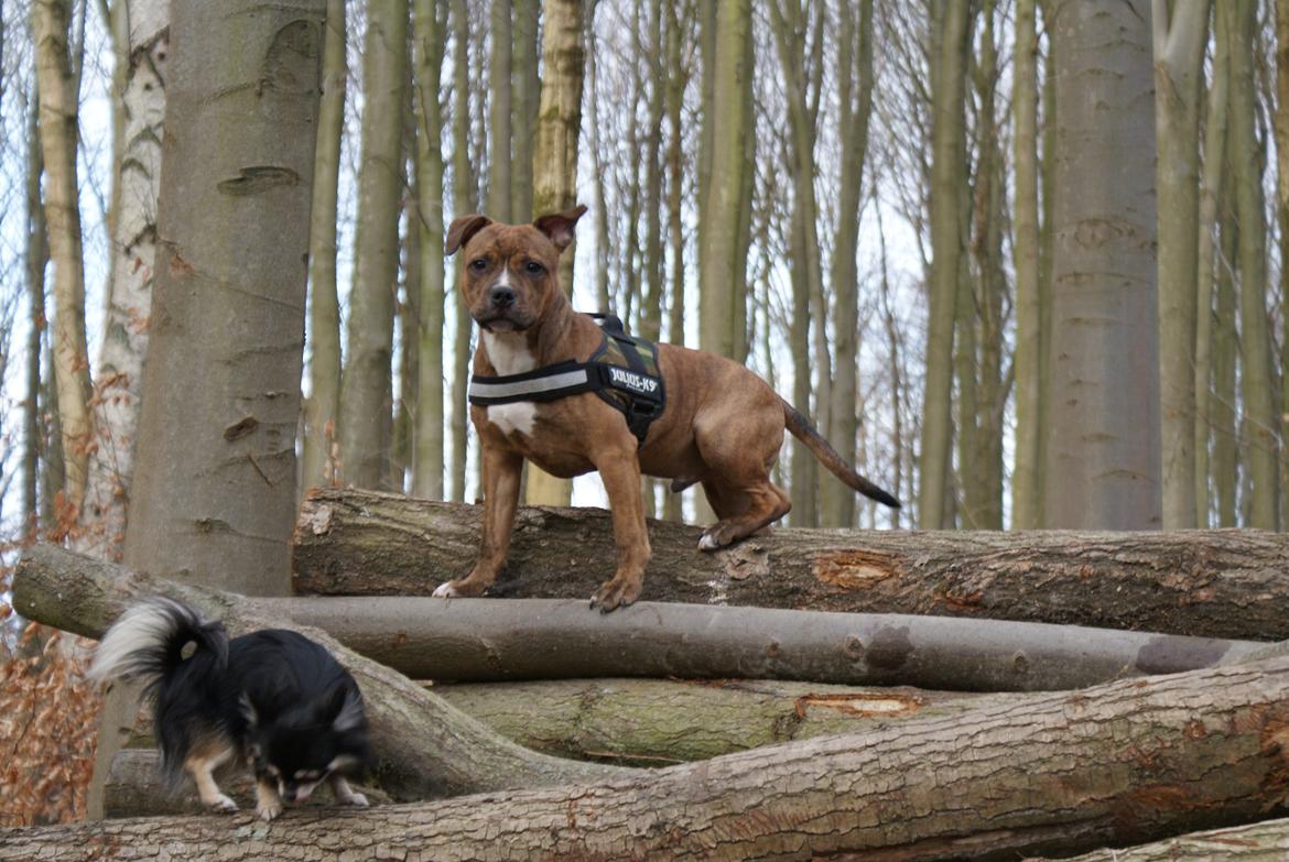 Staffordshire bull terrier Skunk billede 14