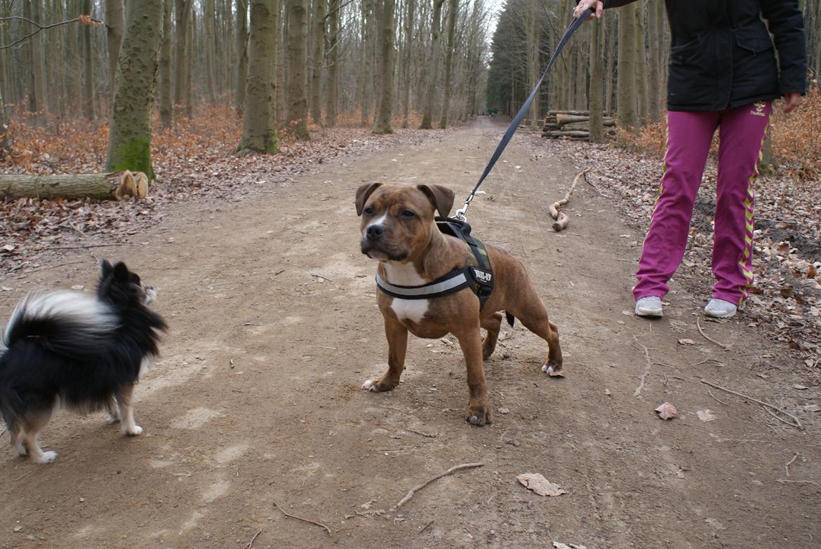 Staffordshire bull terrier Skunk billede 15