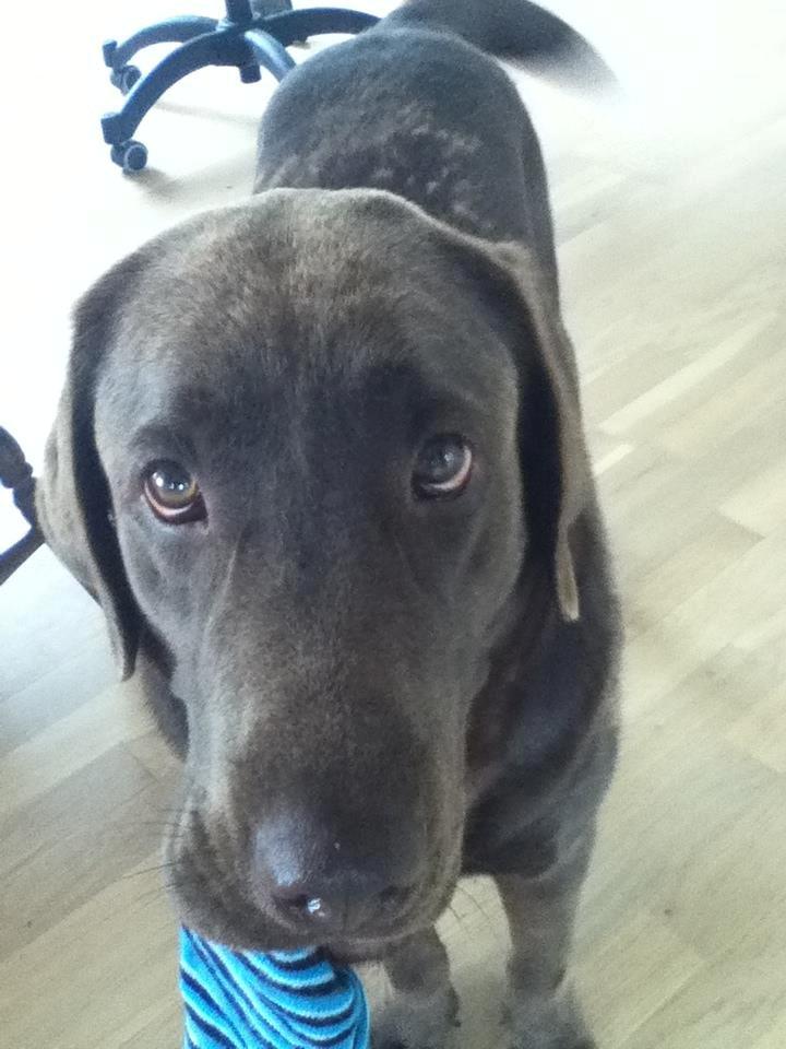 Labrador retriever Samson - Mhmmmmm blå sokker det eeeelsker vi  billede 2