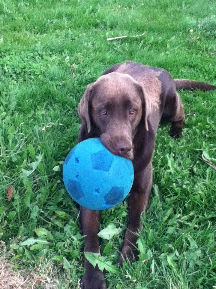 Labrador retriever Samson - Samson har fundet en blå bold billede 3