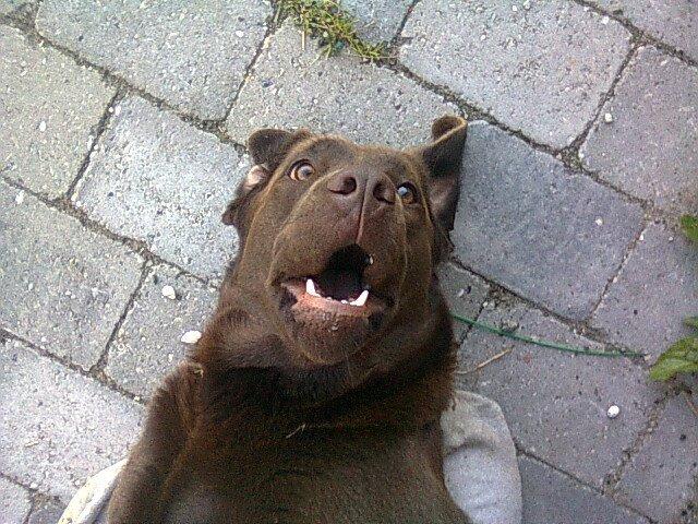 Labrador retriever Samson - Livet er dejligt billede 4