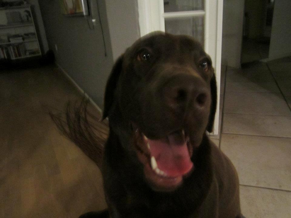 Labrador retriever Samson - Tag billedet nu Anna jeg poserer billede 5