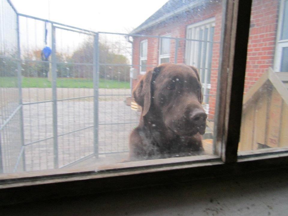 Labrador retriever Samson - Er der ingen der gider at have mig snøft snøft billede 6