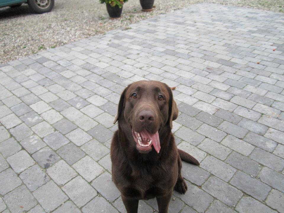 Labrador retriever Samson - Jeg elsker jer alle sammen <3 billede 7