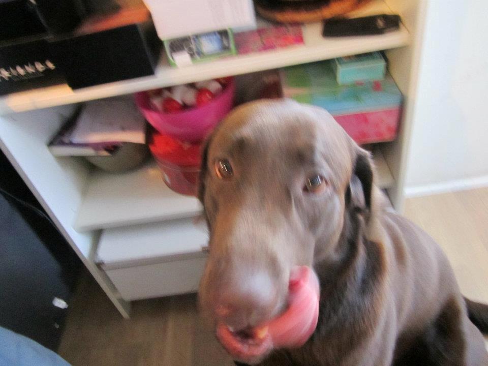 Labrador retriever Samson billede 8