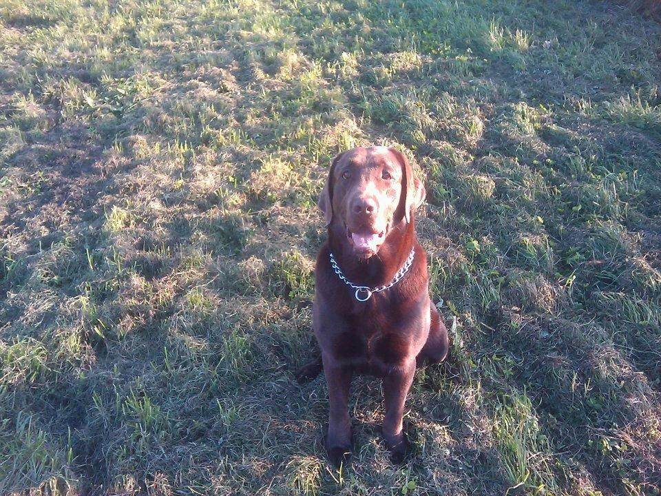 Labrador retriever Samson billede 9