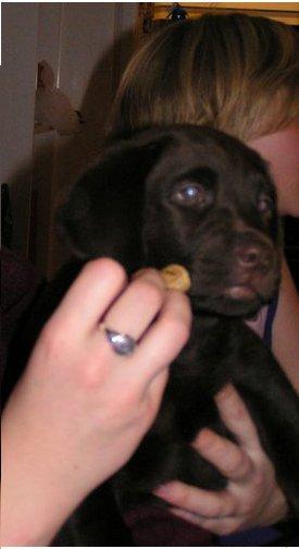 Labrador retriever Samson - Samson som hvalp billede 10