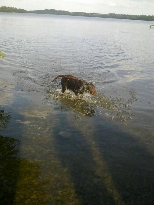 Labrador retriever Samson - Sjask sjask Samson er dejligt våd billede 11