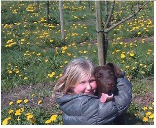 Labrador retriever Samson billede 12