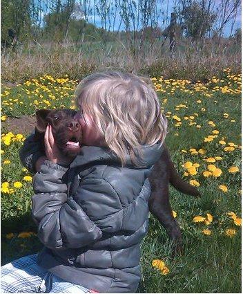 Labrador retriever Samson billede 13