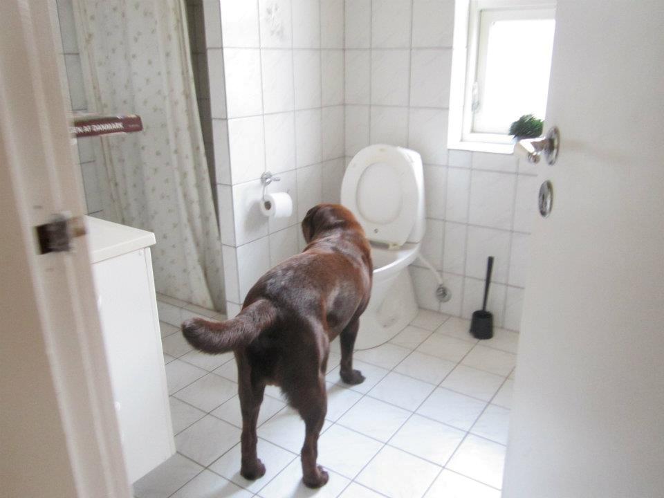 Labrador retriever Samson - Fanget på fersk gerning Samson drikker at toilettet
 billede 14