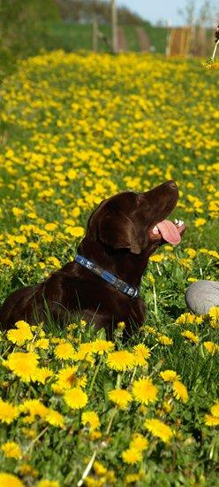 Labrador retriever Samson billede 15