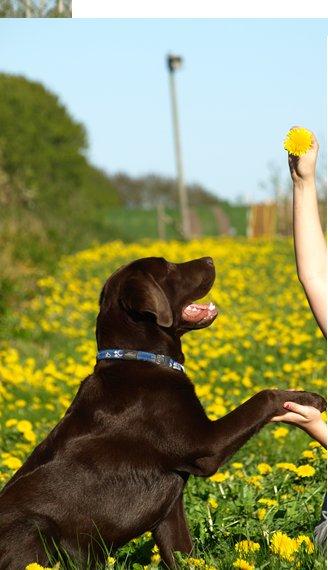 Labrador retriever Samson billede 16