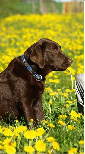 Labrador retriever Samson billede 17