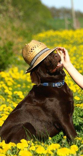 Labrador retriever Samson - Se alle sammen jeg har hat på billede 18