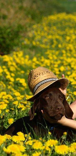 Labrador retriever Samson billede 19