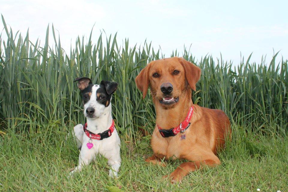 Dansk svensk gaardhund Ziggi billede 2