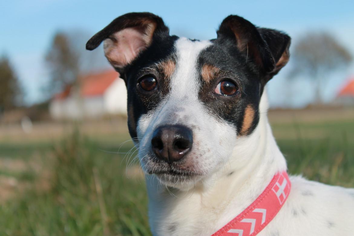 Dansk svensk gaardhund Ziggi billede 3