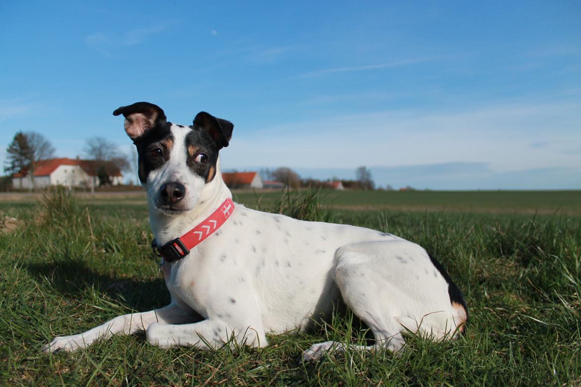 Dansk svensk gaardhund Ziggi billede 4