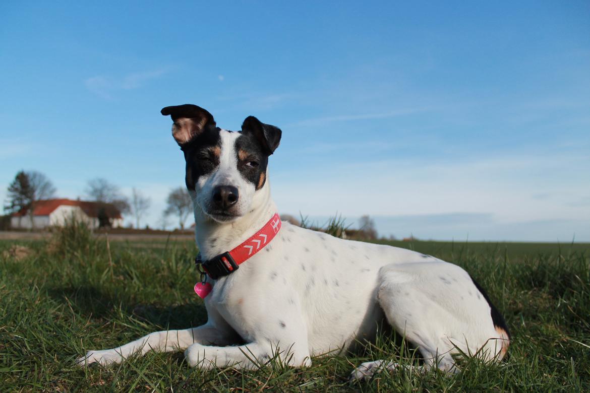Dansk svensk gaardhund Ziggi billede 6