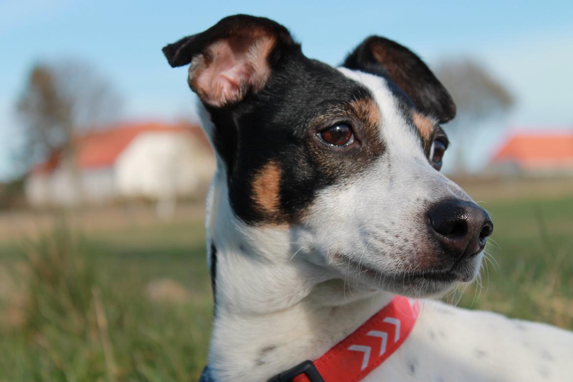 Dansk svensk gaardhund Ziggi billede 8