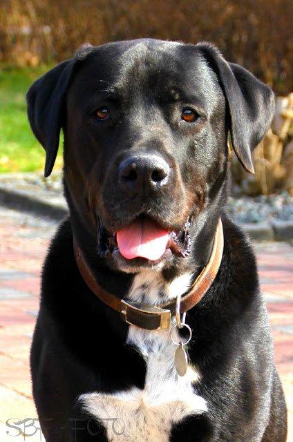 Blanding af racer Baloo billede 6