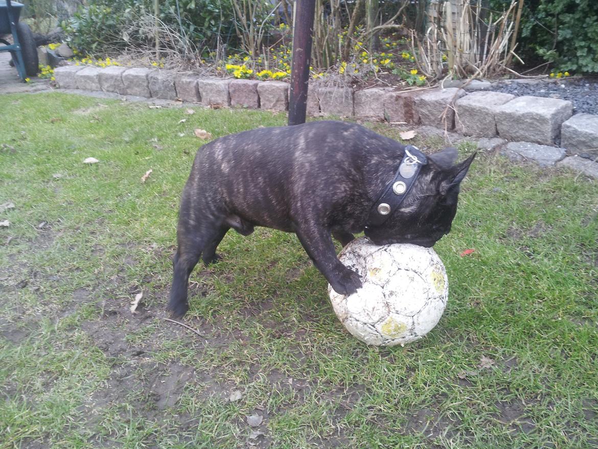 Fransk bulldog Emos´ Frederik Louis (MARLEY) billede 13