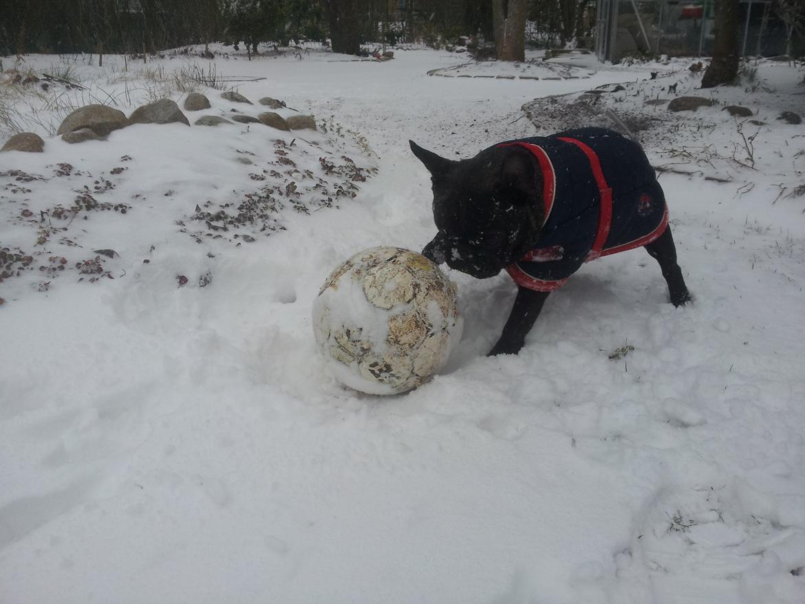 Fransk bulldog Emos´ Frederik Louis (MARLEY) billede 14