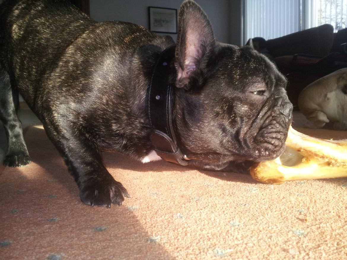 Fransk bulldog Emos´ Frederik Louis (MARLEY) billede 15