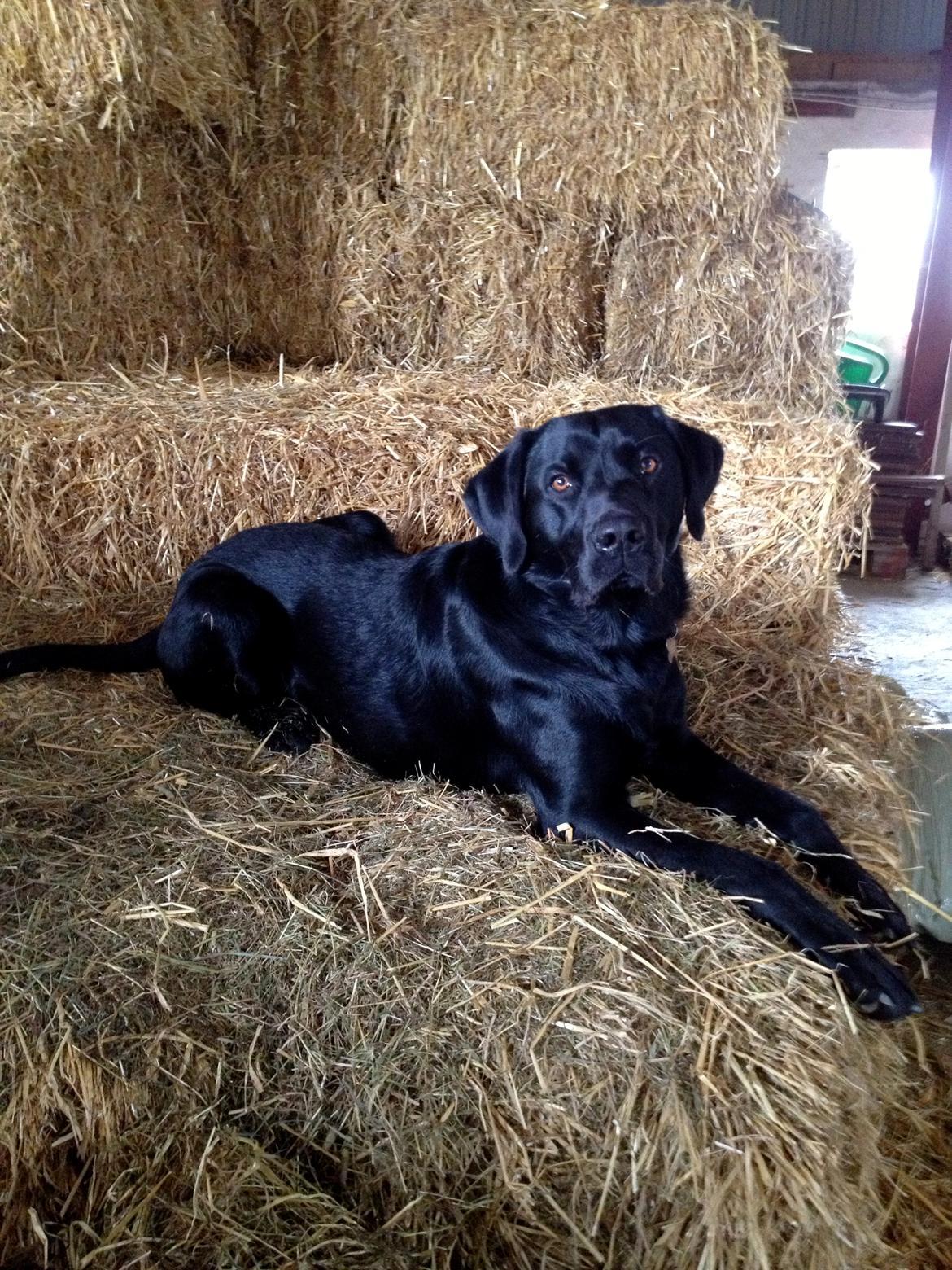 Blanding af racer Fredenslund's Andy - Smukke Andy :) 14 mdr. - foto: Sanni Steinskog K. billede 5