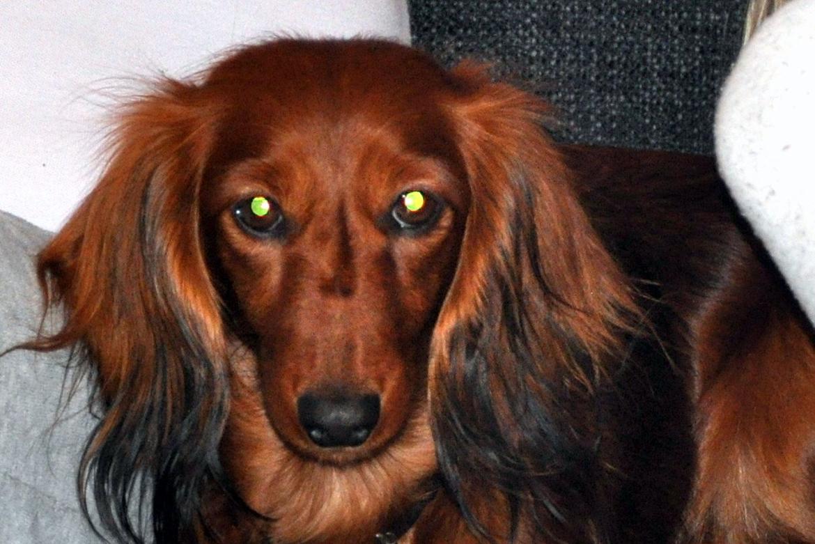 Gravhund Toscana a.k.a. Tosca - Uhyggelige øjne !! billede 1