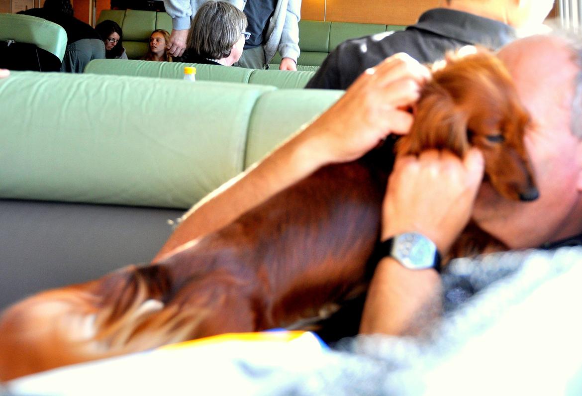 Gravhund Toscana a.k.a. Tosca - Giver lige Far en møsser ;) billede 3