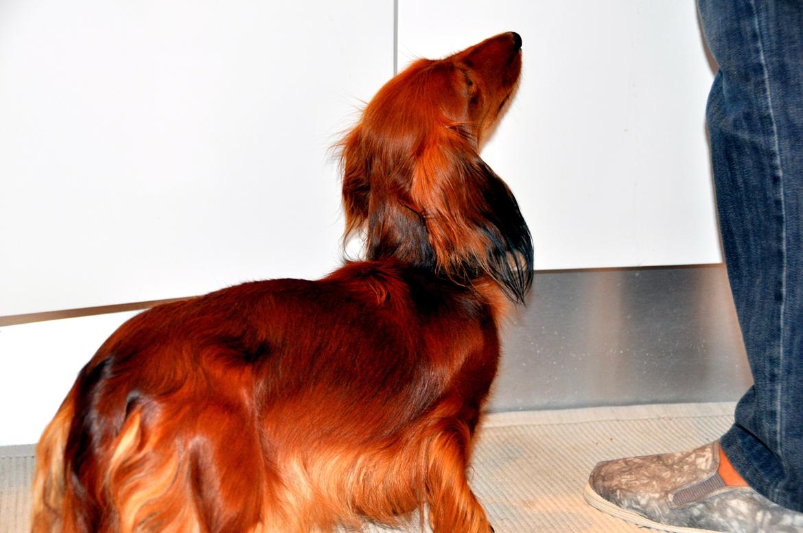 Gravhund Toscana a.k.a. Tosca - Må jeg få noget mad ? billede 4