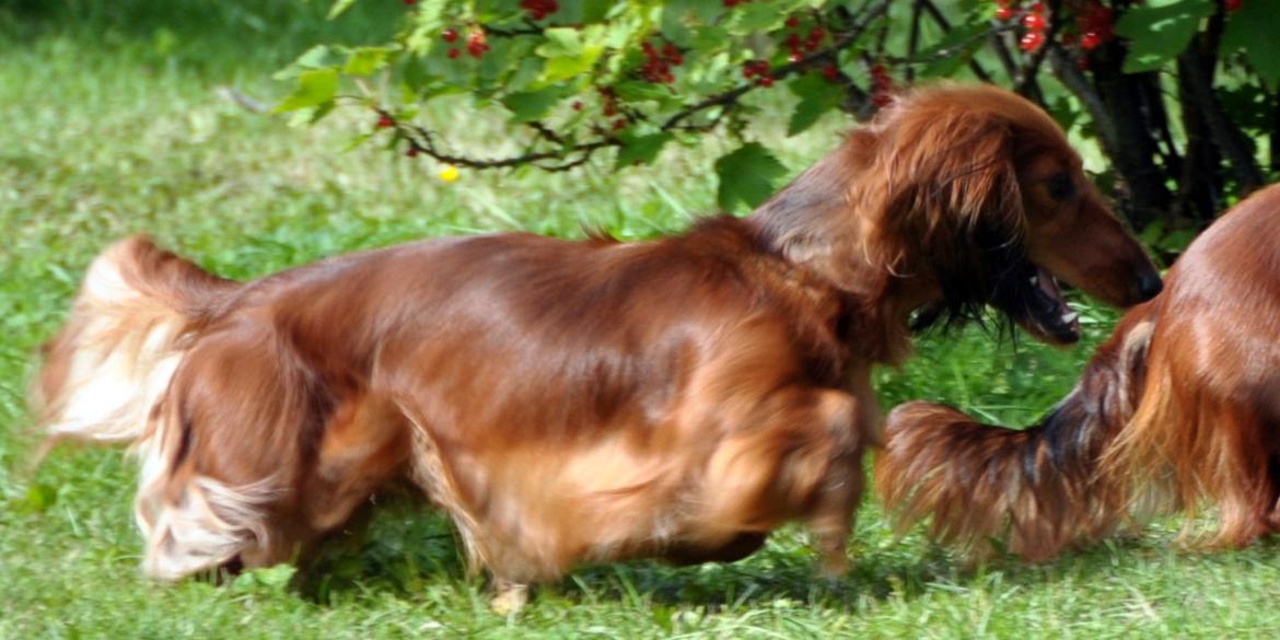 Gravhund Toscana a.k.a. Tosca - slåsser lige lidt med Trine :)  billede 5