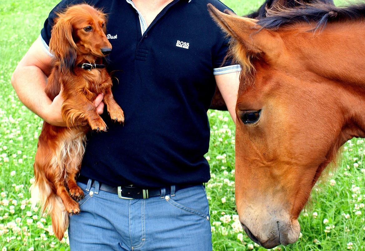 Gravhund Toscana a.k.a. Tosca billede 2