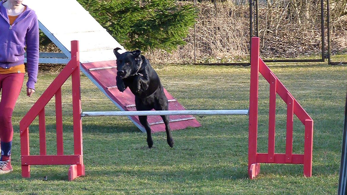 Labrador retriever Eshøjs Trille - 20. Agillity træning billede 20