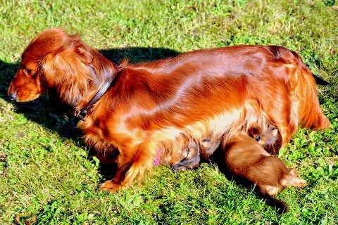 Gravhund Toscana a.k.a. Tosca billede 6