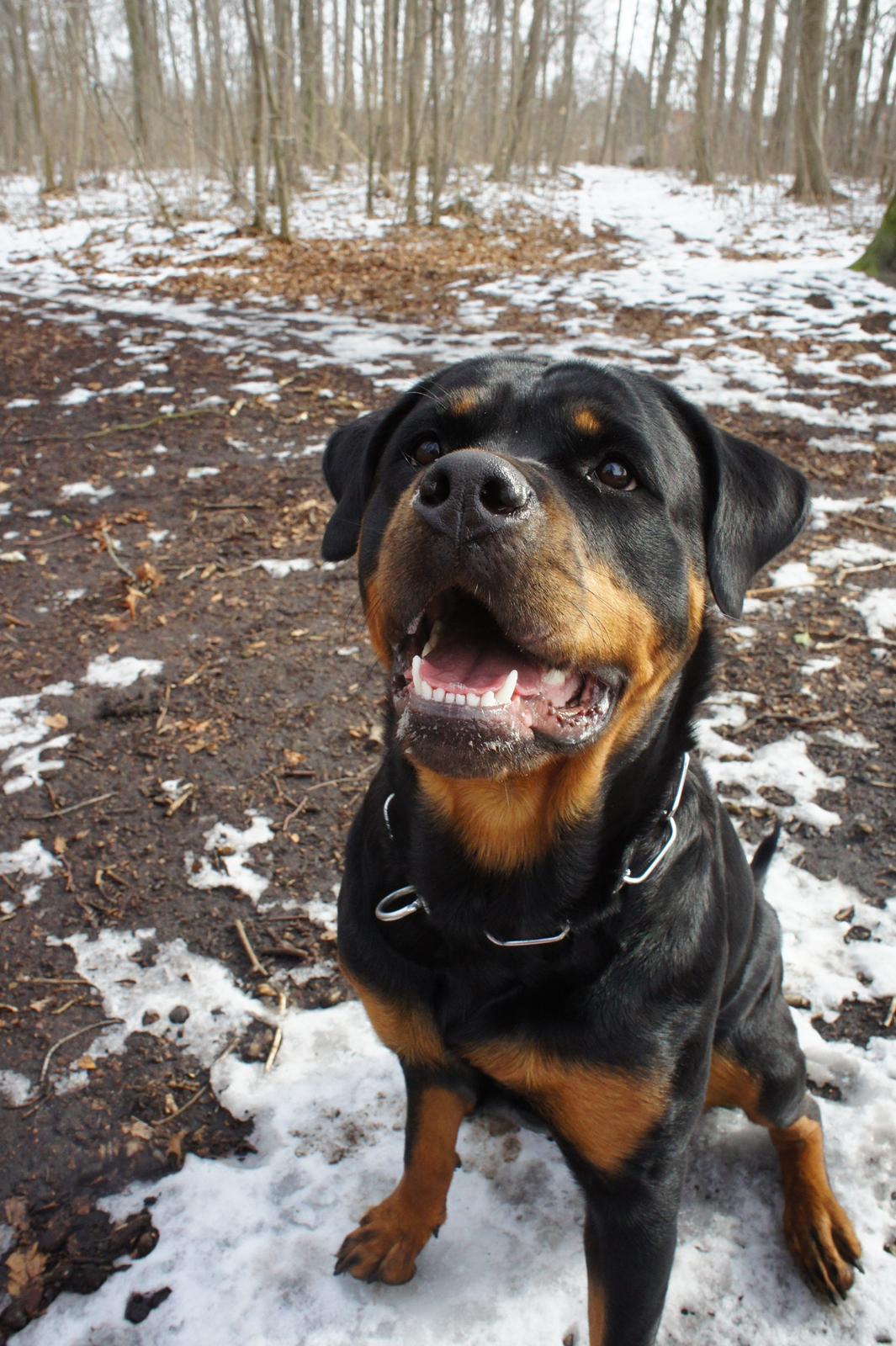 Rottweiler Enrica Vom Hause Desteny - 19 mdr. billede 10