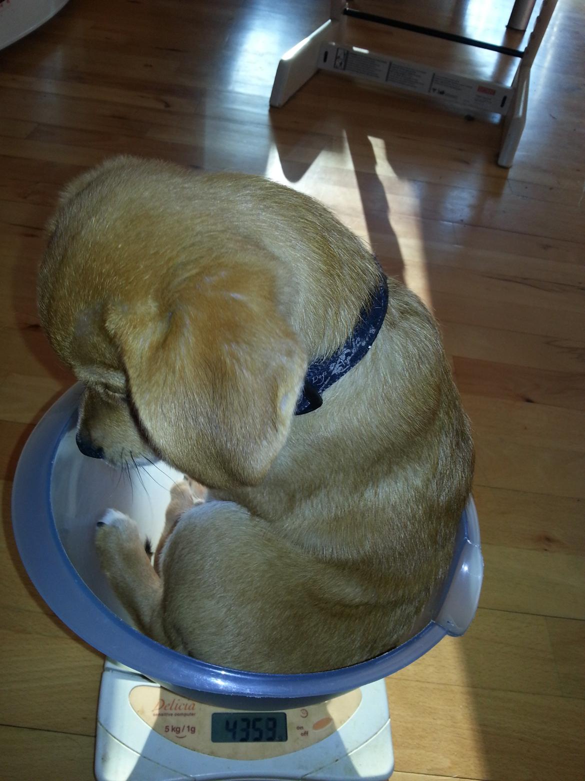 Blanding af racer Schlüter - 13 uger - hvad gør man ikke for en godbid... hehe billede 17