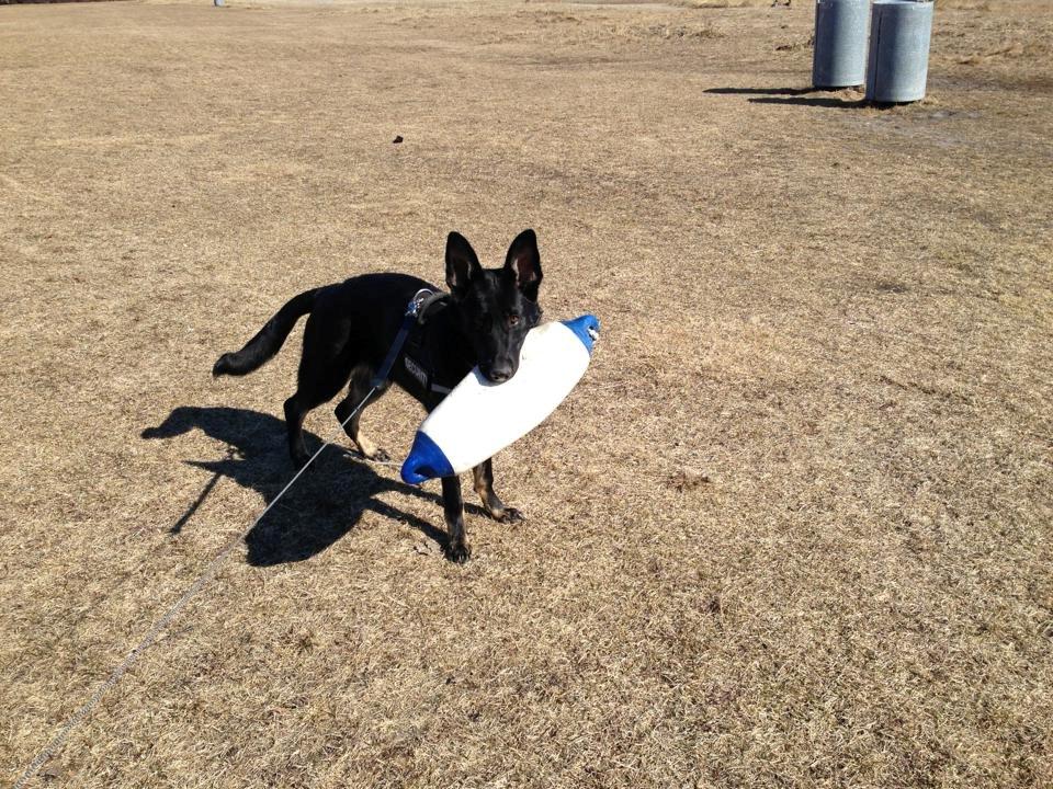 Schæferhund Hajens Krumme billede 9
